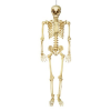 Halloween ~ Posable Skeleton