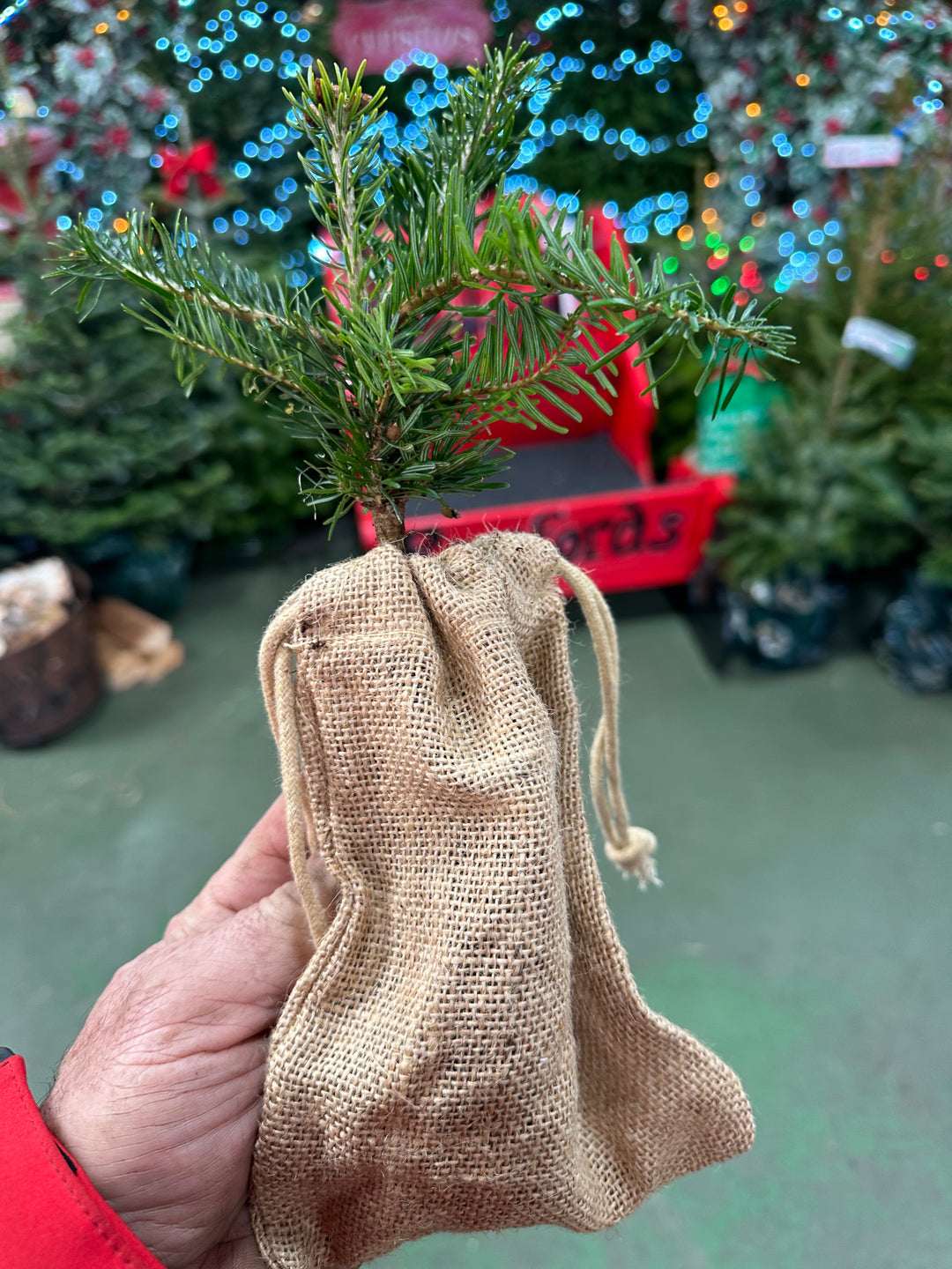 Baby Christmas trees
