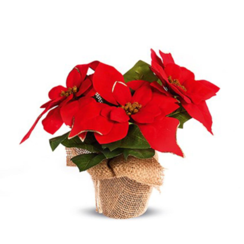 Flower - Red Poinsettia with Gold Trim