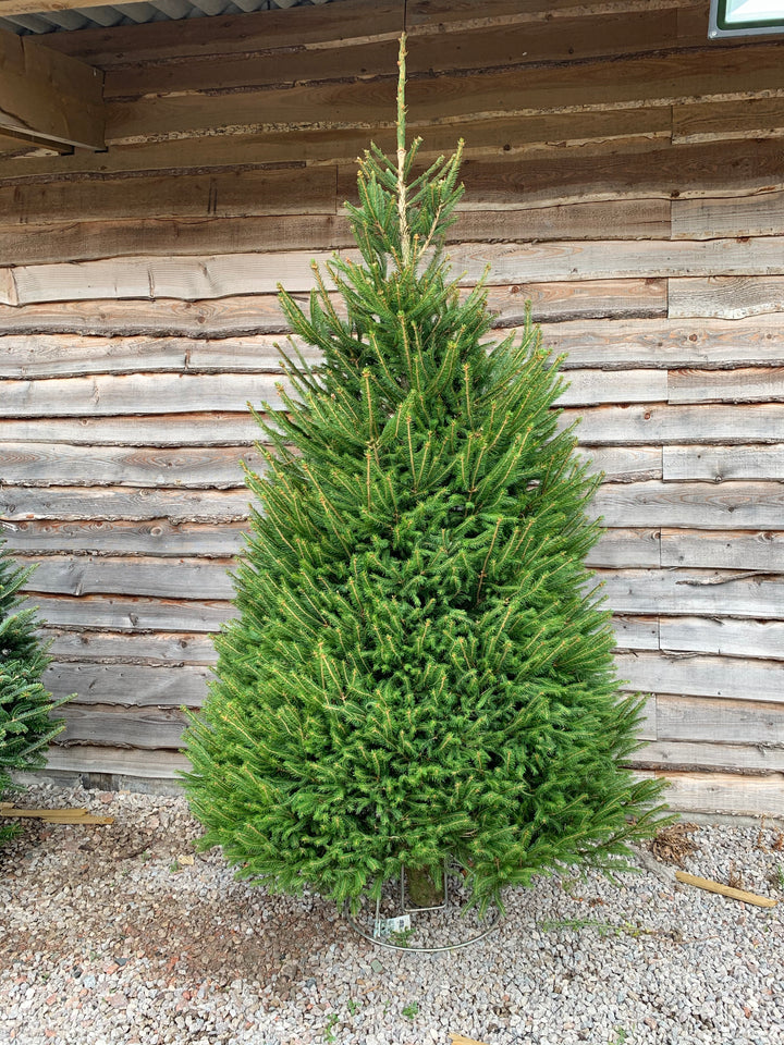 Christmas Tree - Norway Spruce