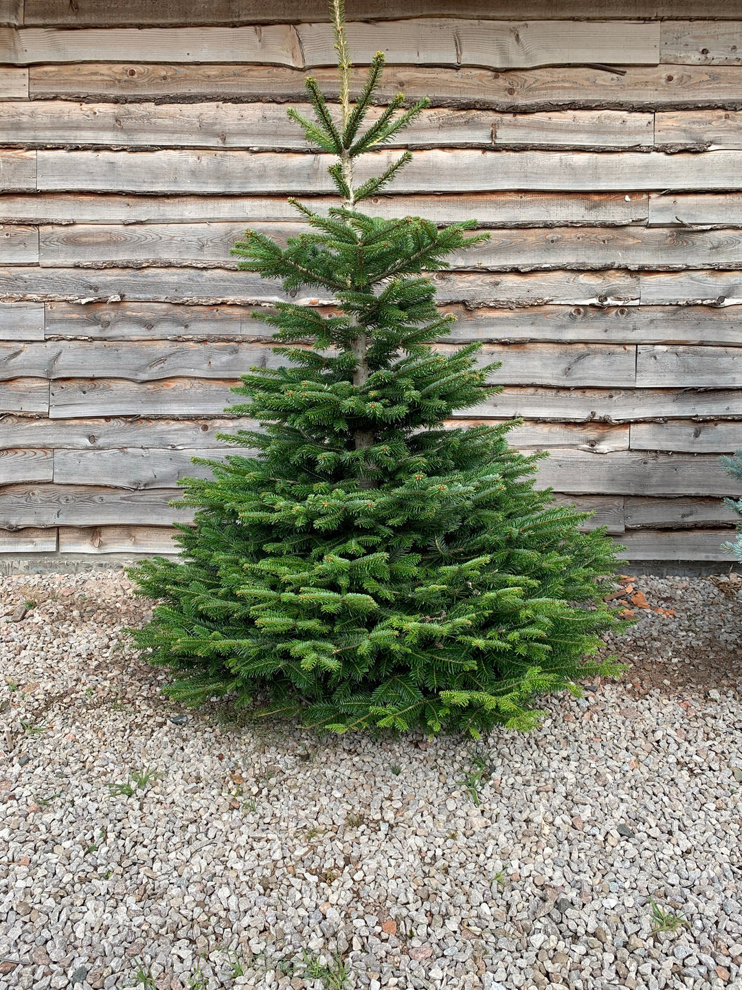 Christmas Tree - Nordmann Fir