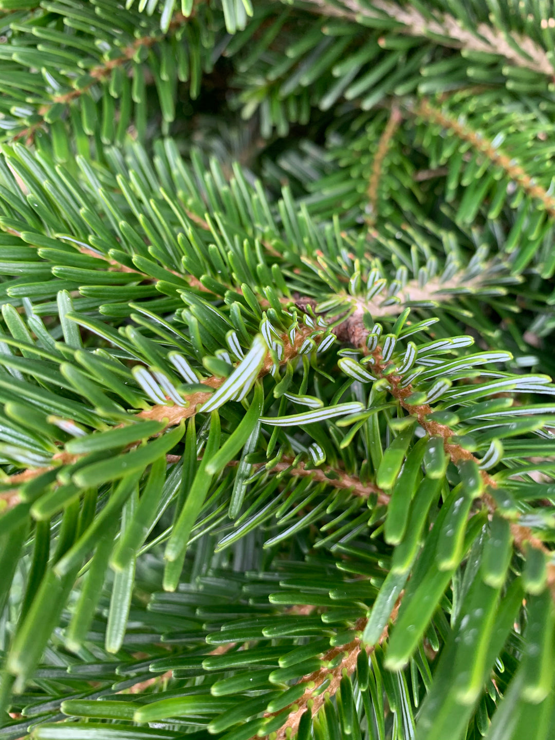 Christmas Tree - Nordmann Fir