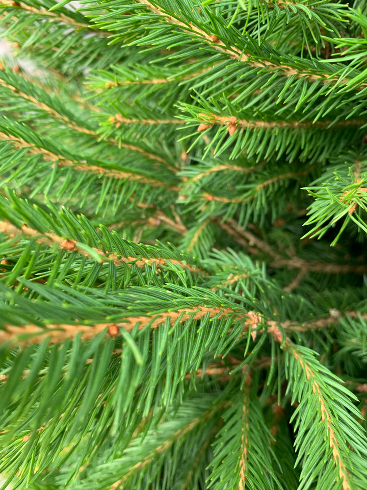 Christmas Tree - Norway Spruce
