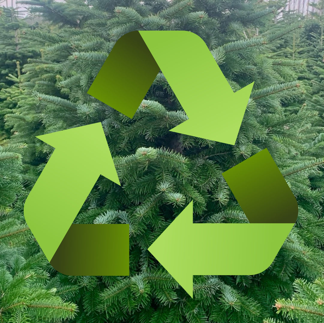 Christmas Tree - Collection and Recycling