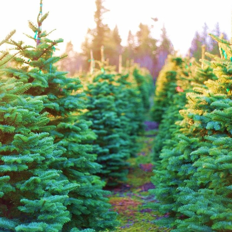 Home grown Christmas trees with roots
