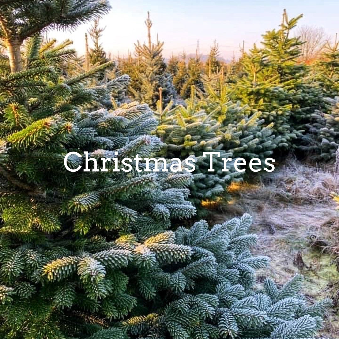 A real Christmas tree at Rainfords Farm