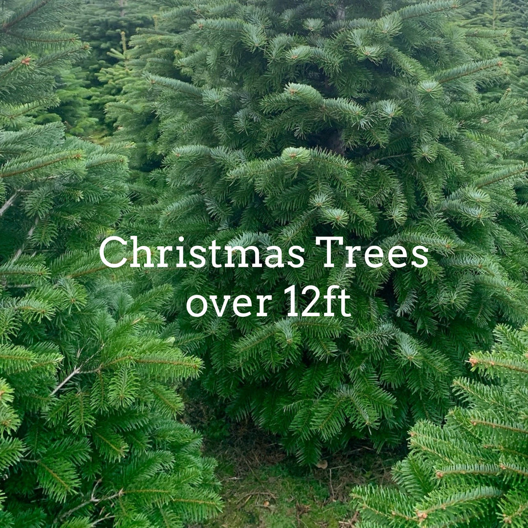 A large real Christmas tree at Rainfords Farm