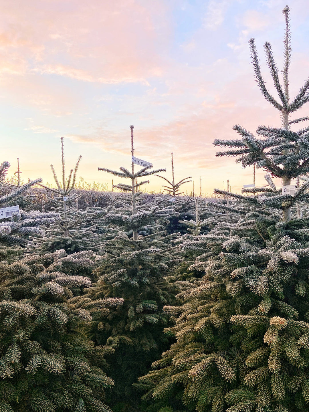 How to Keep Your Real Christmas Tree Looking Its Best