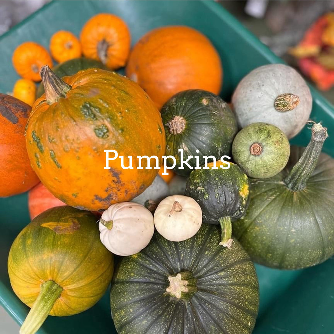 Fresh pumpkins ready for carving