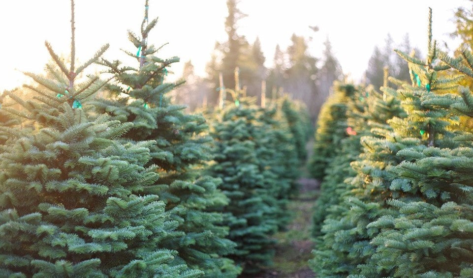 A real Christmas tree at Rainfords Farm
