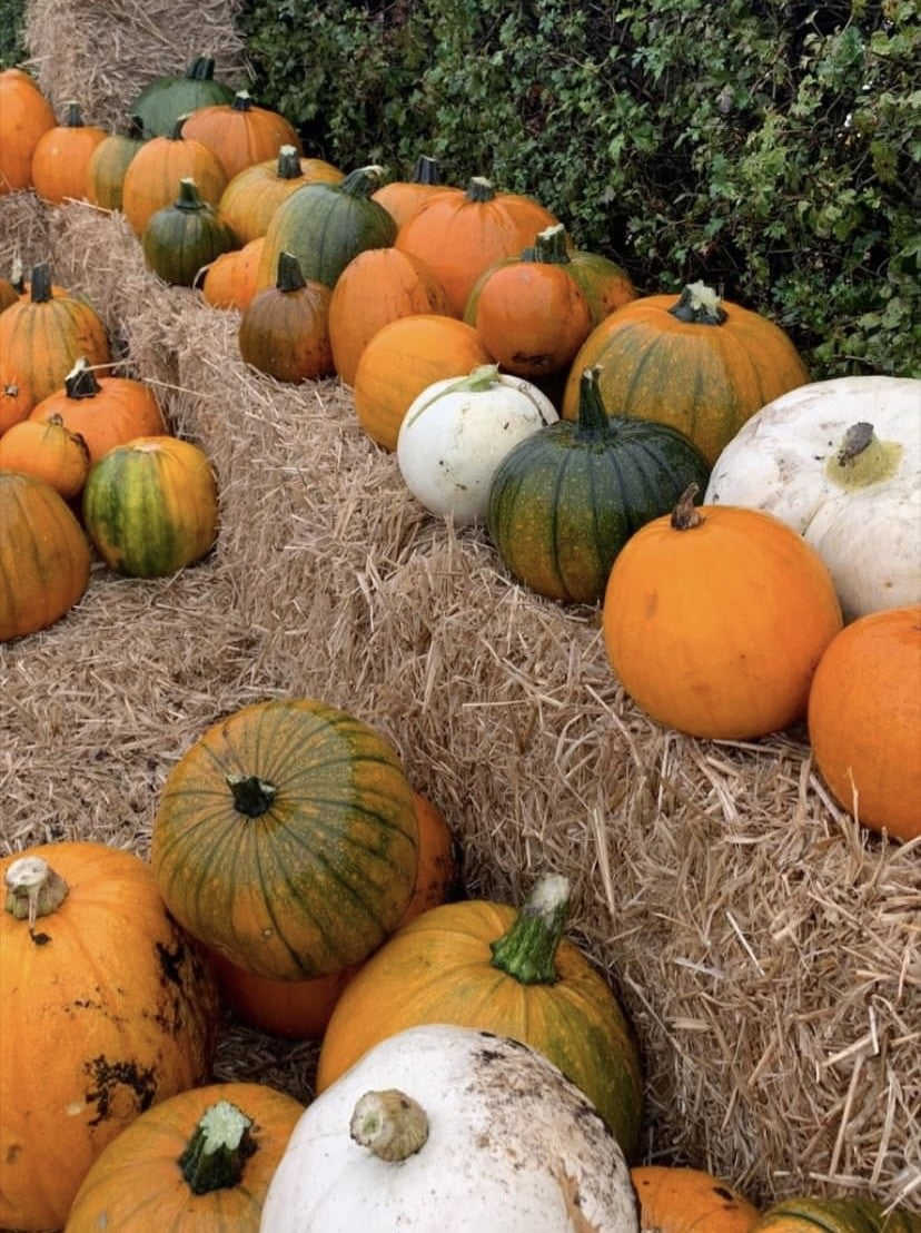 Autumn doorstep display with pumpkins