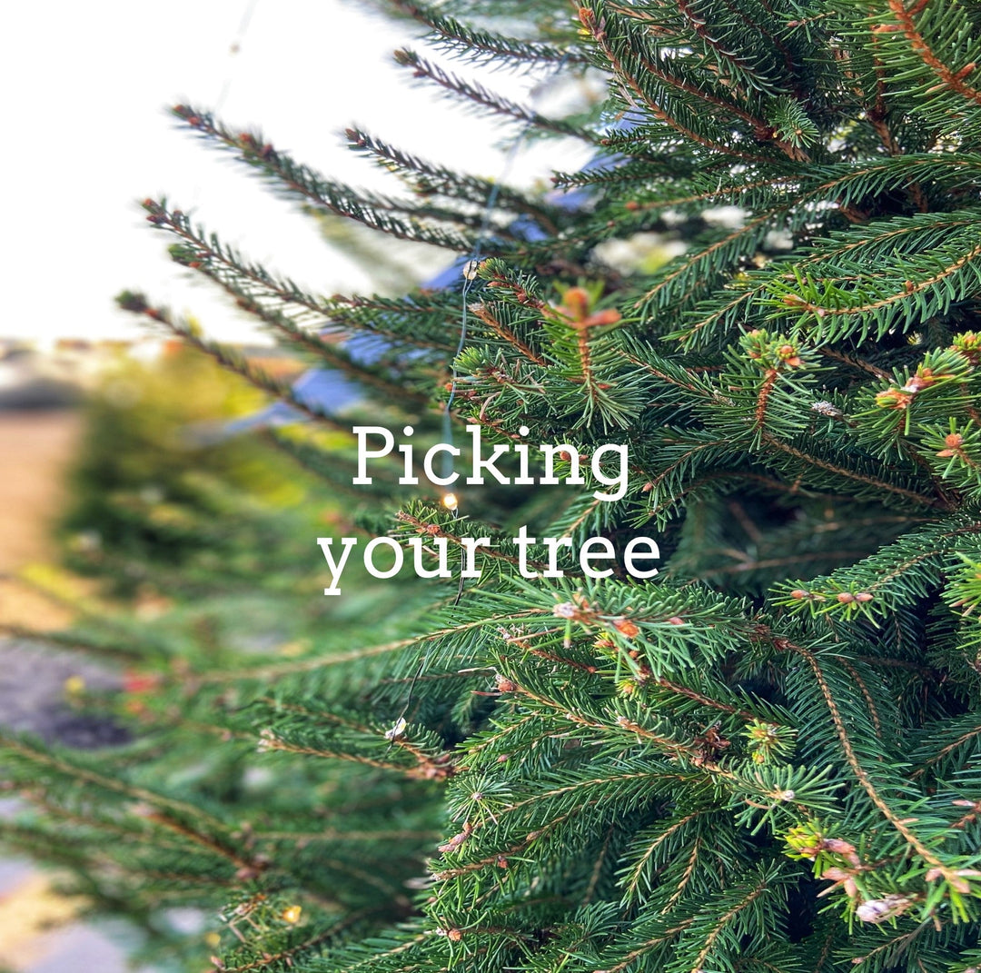 Choosing a fresh real Christmas tree at Rainfords Farm