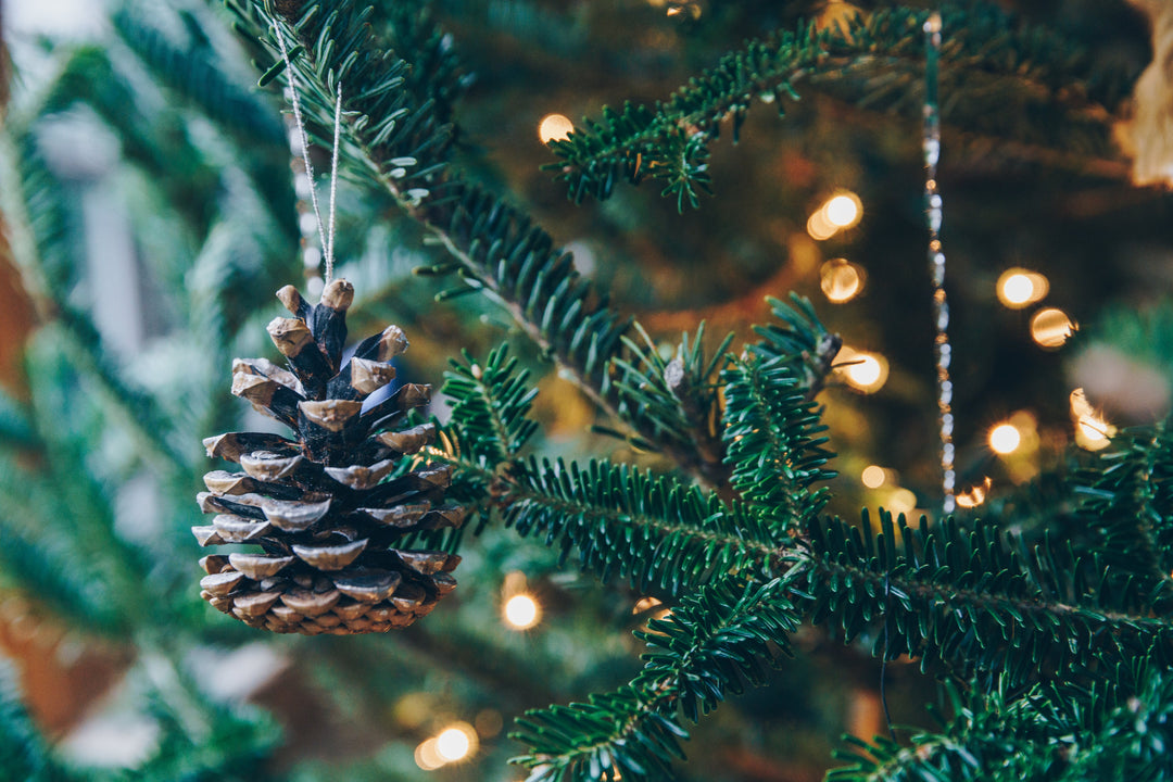 Christmas tree branches and lights
