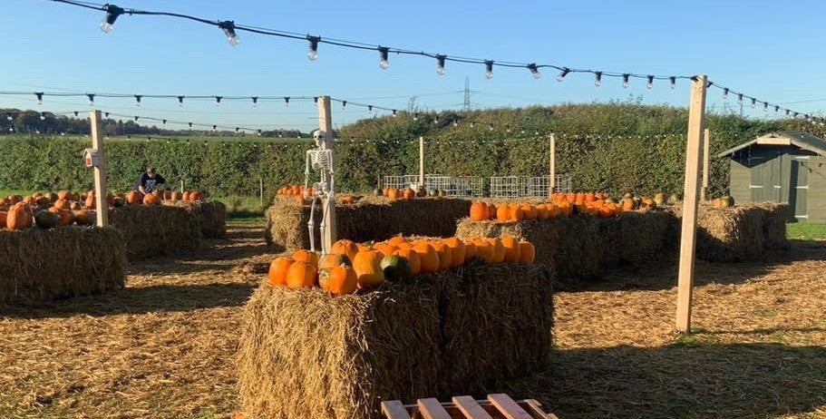 Pumpkins growing at Rainfords Farm