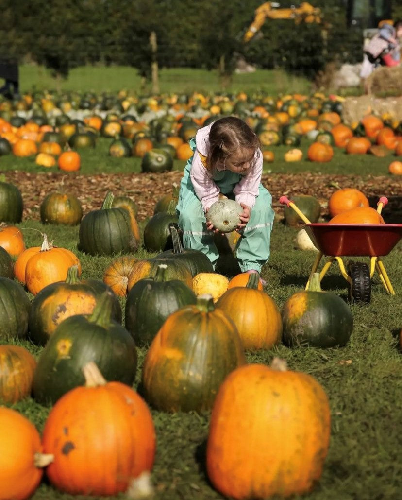 Pumpkin picking at Rainfords Farm