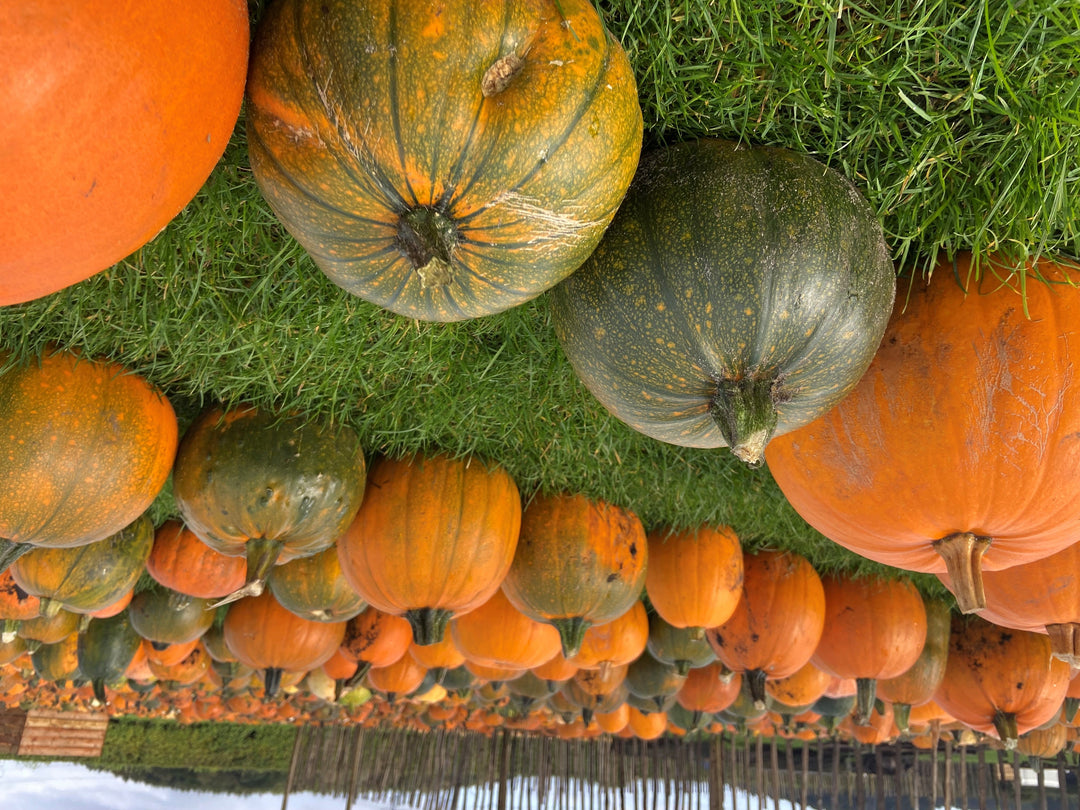 Pumpkin rows at Rainfords Farm