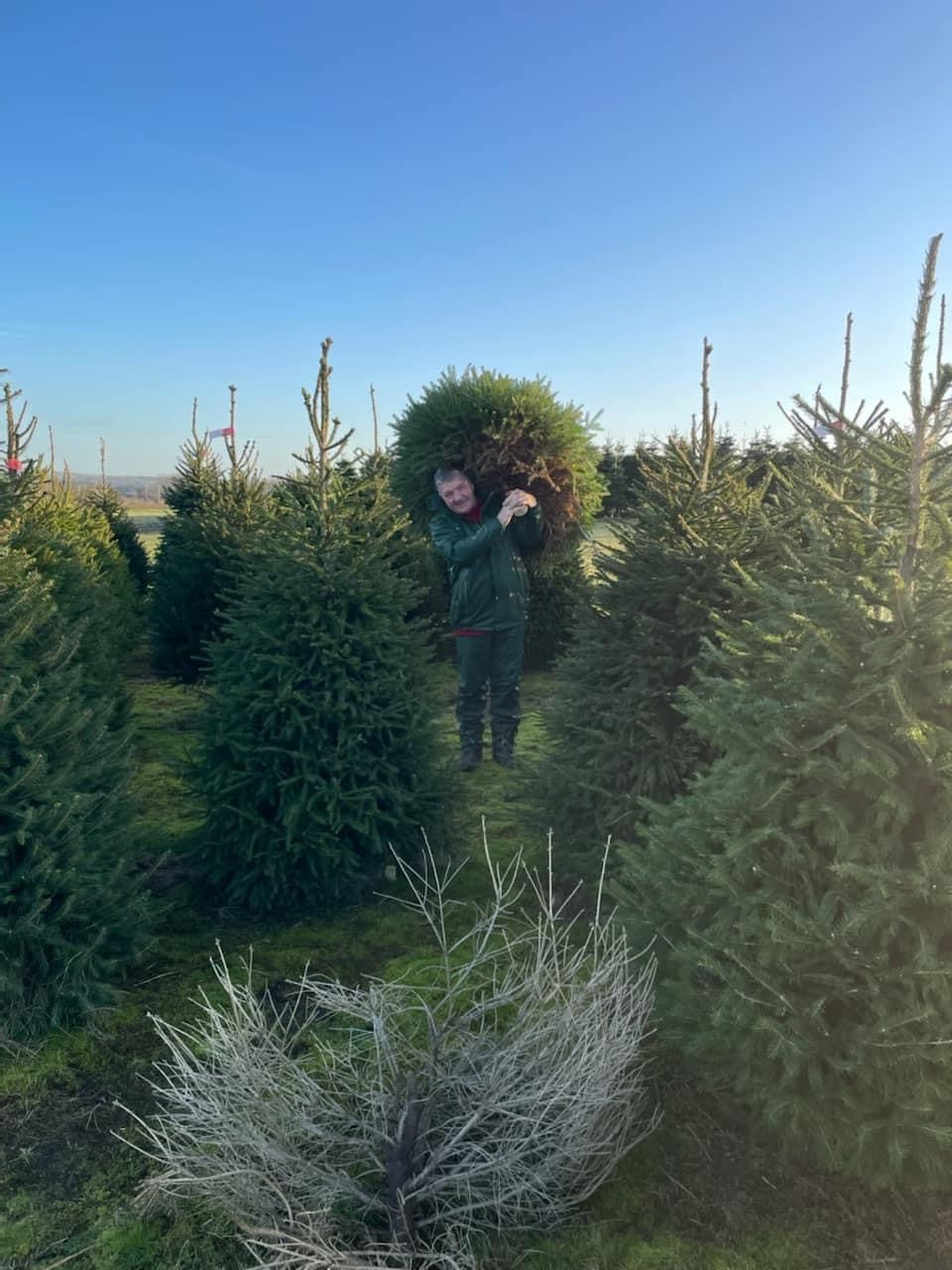 Carrying a real Christmas tree at Rainfords Farm