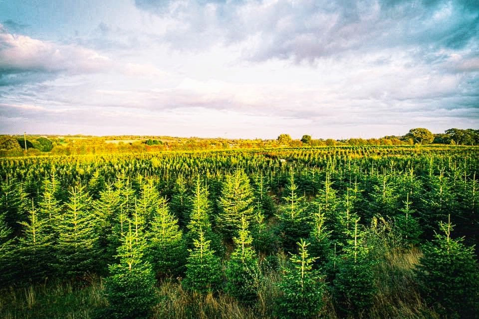 Christmas tree plantation at Rainfords Farm