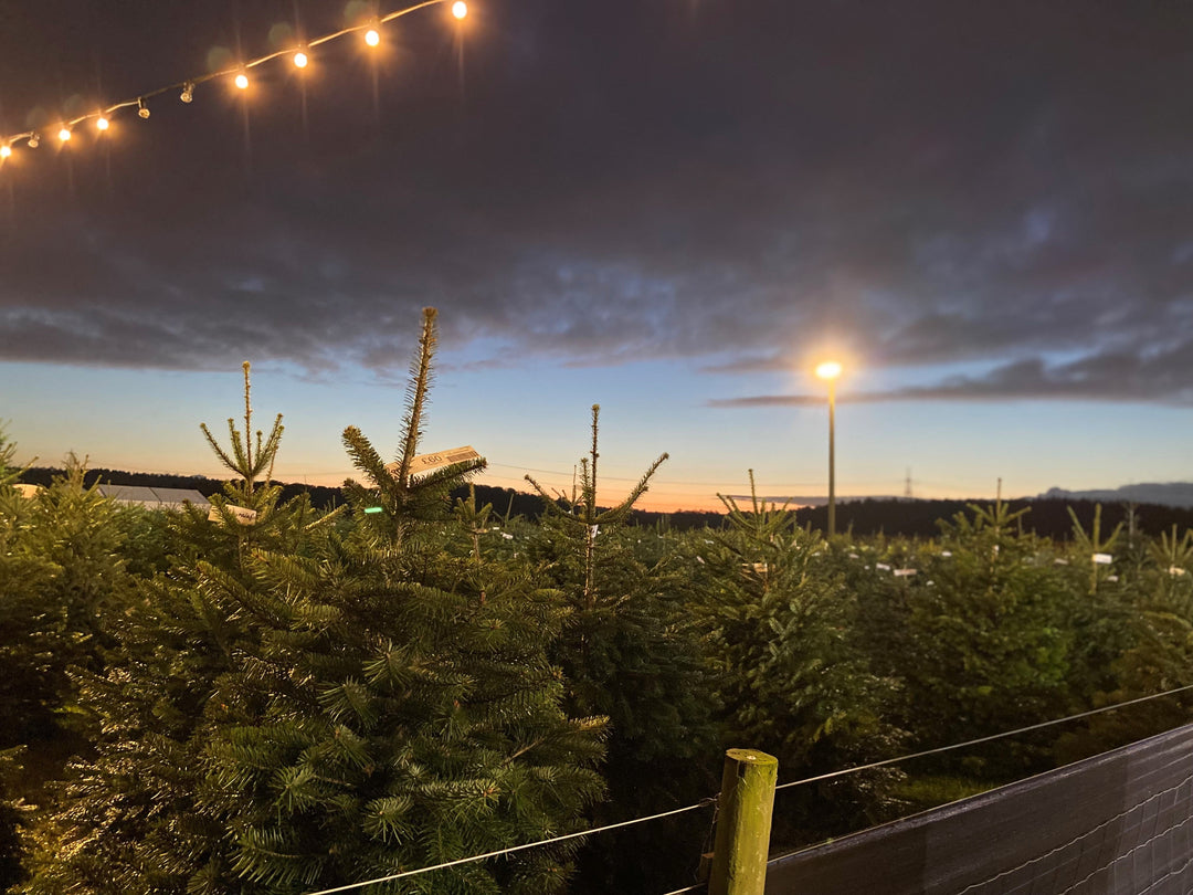 Real Christmas trees at Rainfords Farm