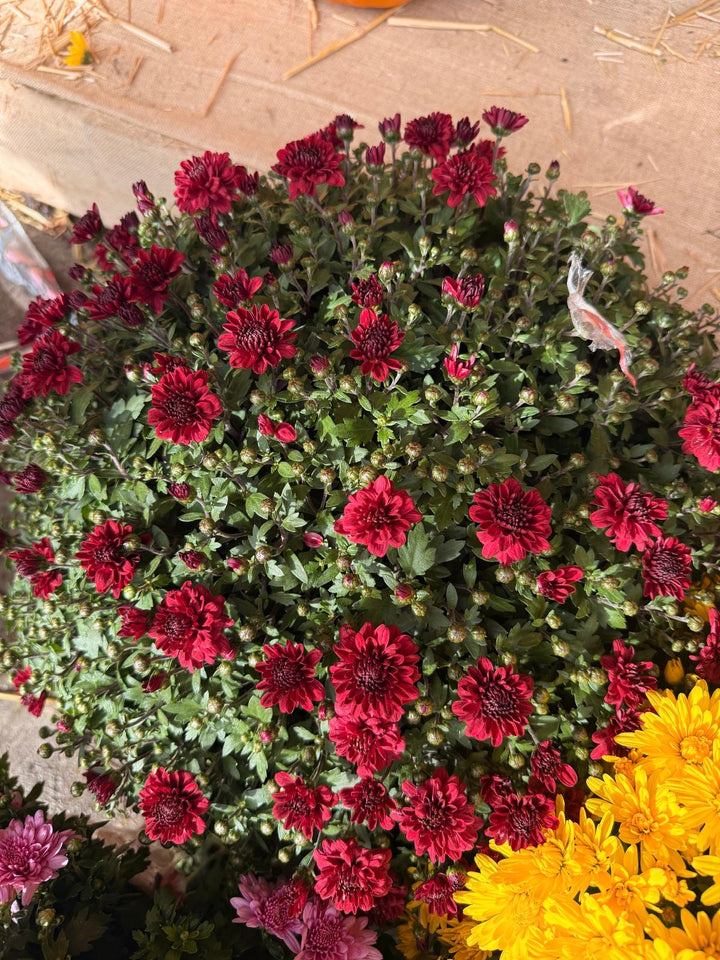 Fresh Product - Outdoor Belgian Chrysanthemum