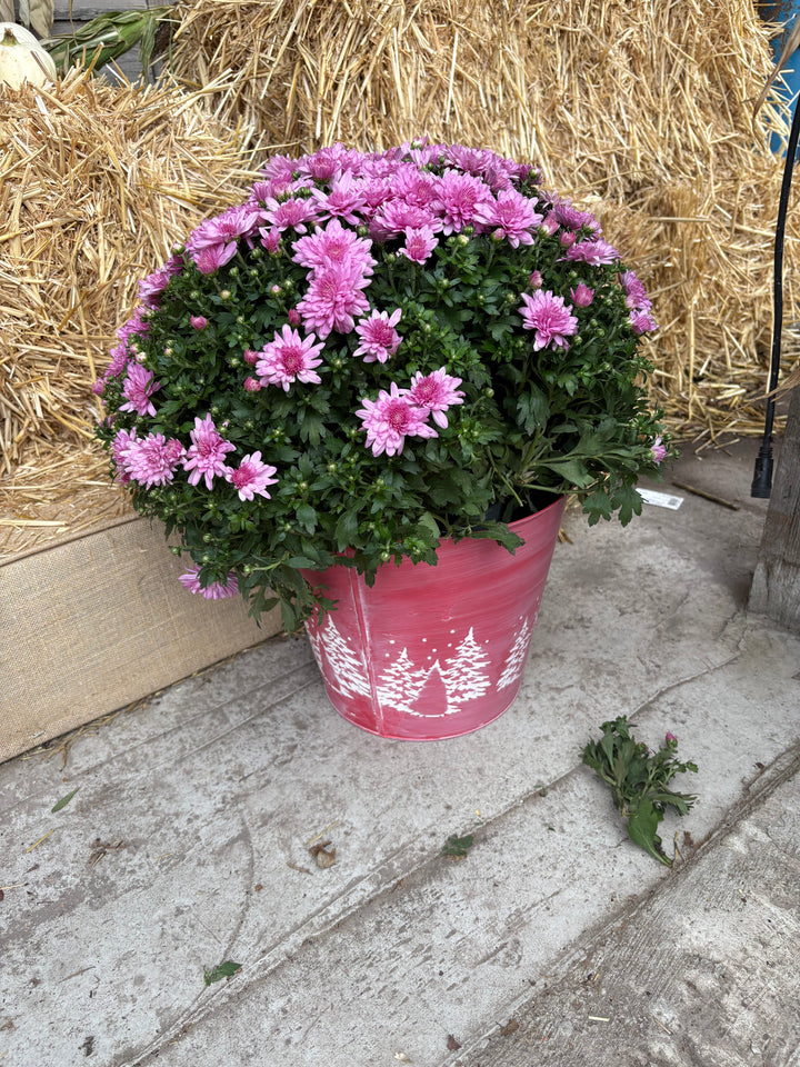 Fresh Product - Outdoor Belgian Chrysanthemum