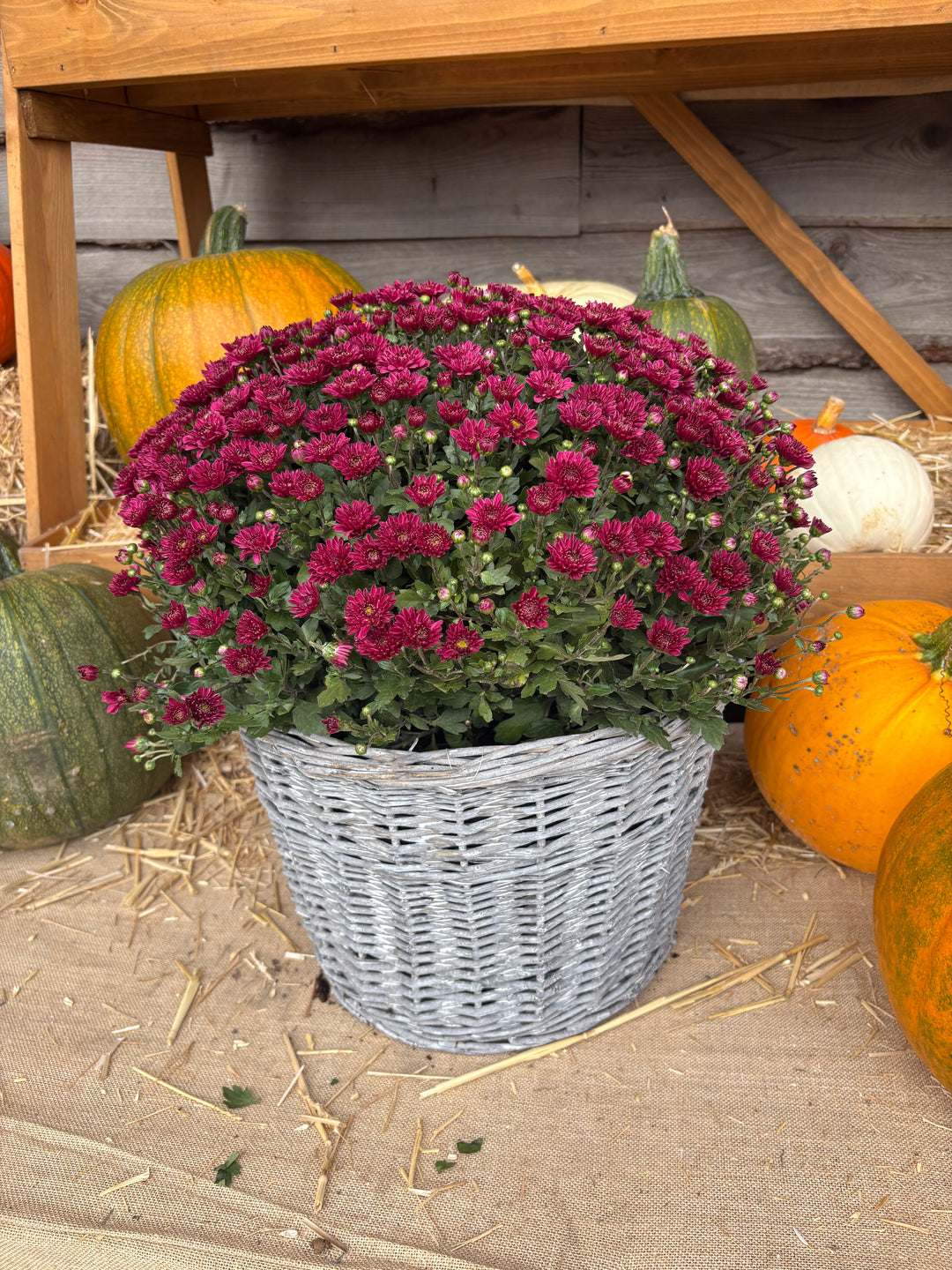 Fresh Product - Outdoor Belgian Chrysanthemum