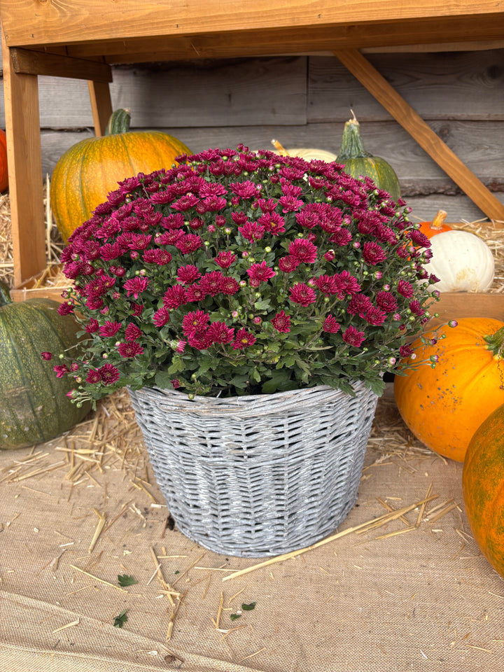 Fresh Product - Outdoor Belgian Chrysanthemum