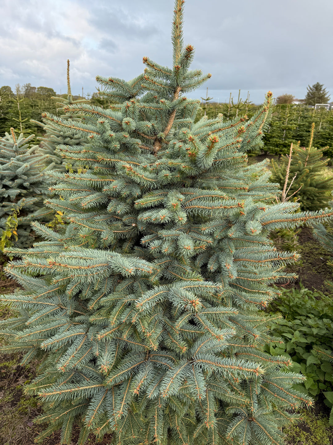 Blue Spruce