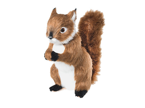Autumn - Squirrels