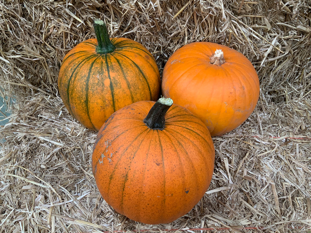 Fresh home grown pumpkins