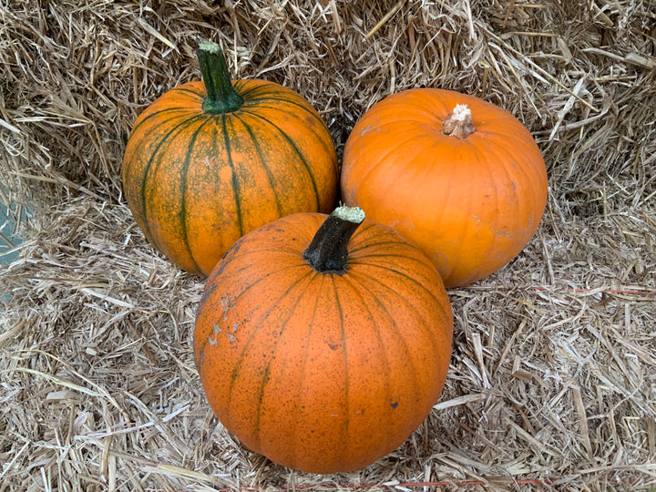 Fresh home grown pumpkins