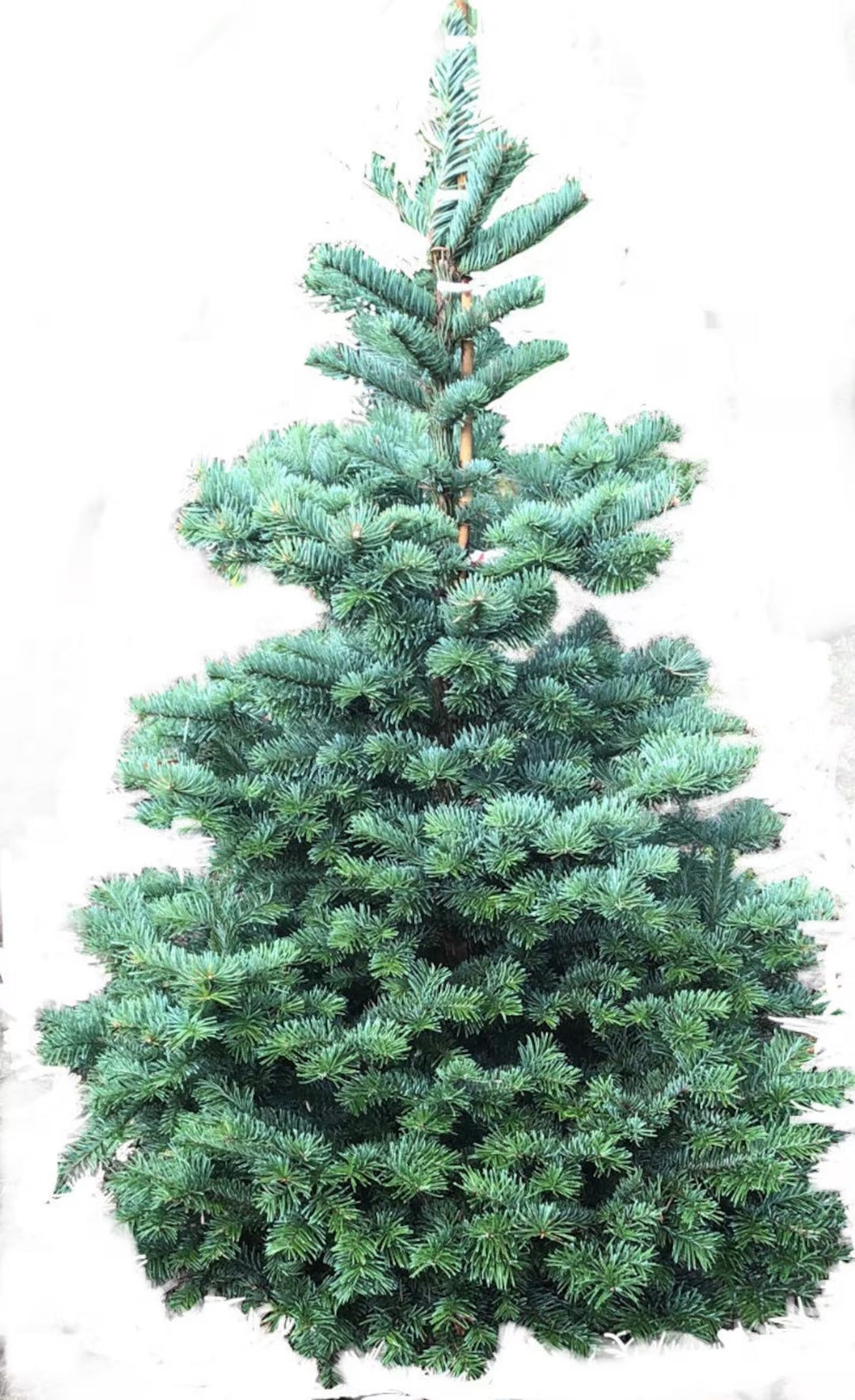 Christmas Tree - Noble Fir  7-8Ft