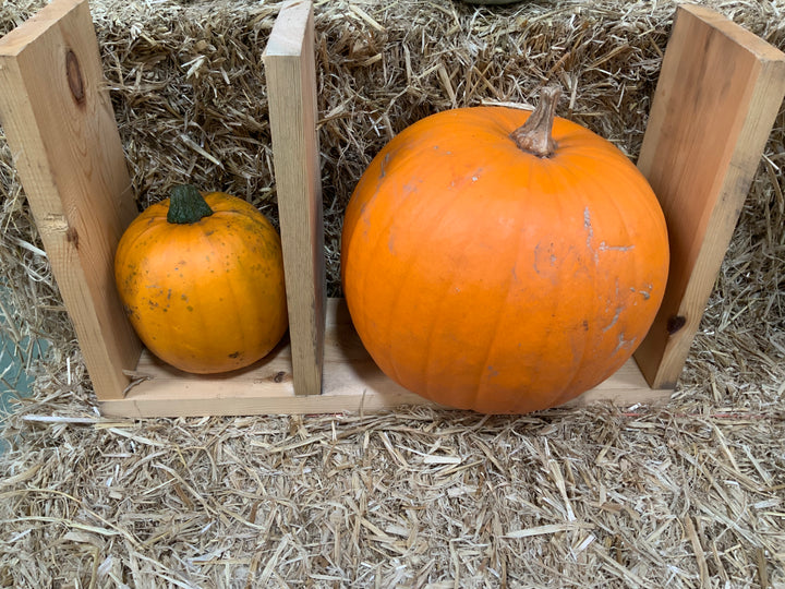 Fresh home grown pumpkins