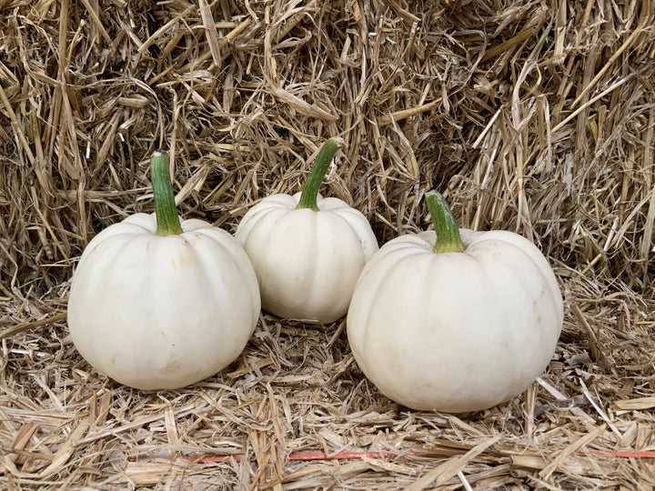 Fresh home grown pumpkins