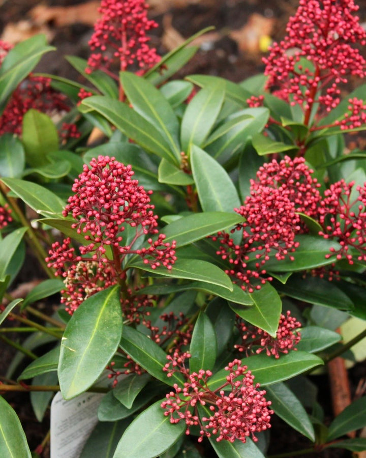 Fresh Products- Plants