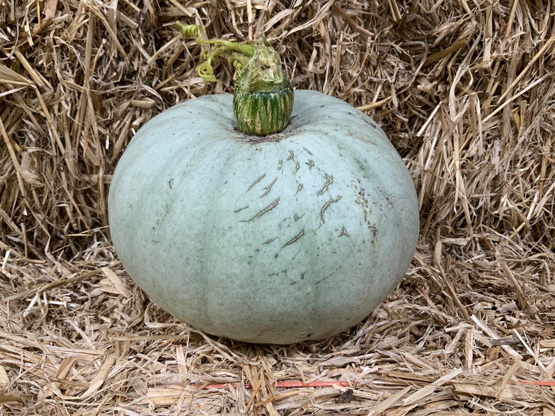 Fresh home grown pumpkins