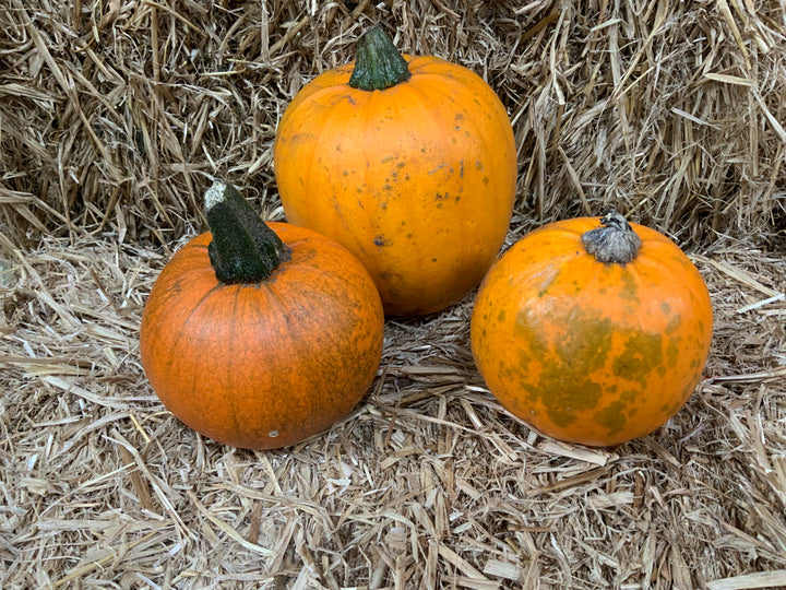 Fresh home grown pumpkins