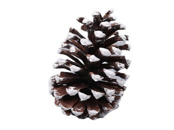 Cones - Pinecone Snow 17cm