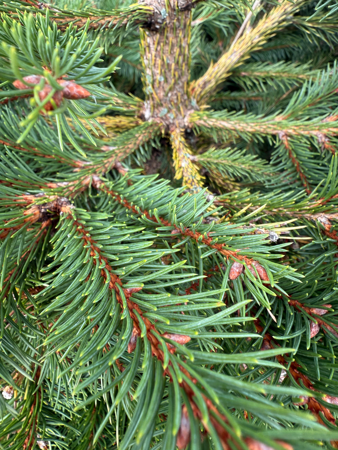 Norway Spruce