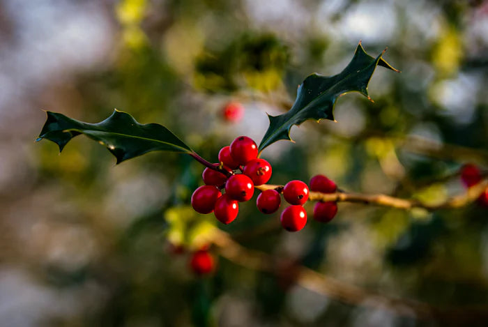 Natural Products - Fresh Holly