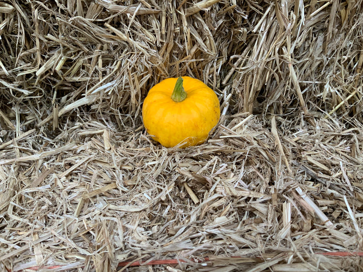 Fresh home grown pumpkins