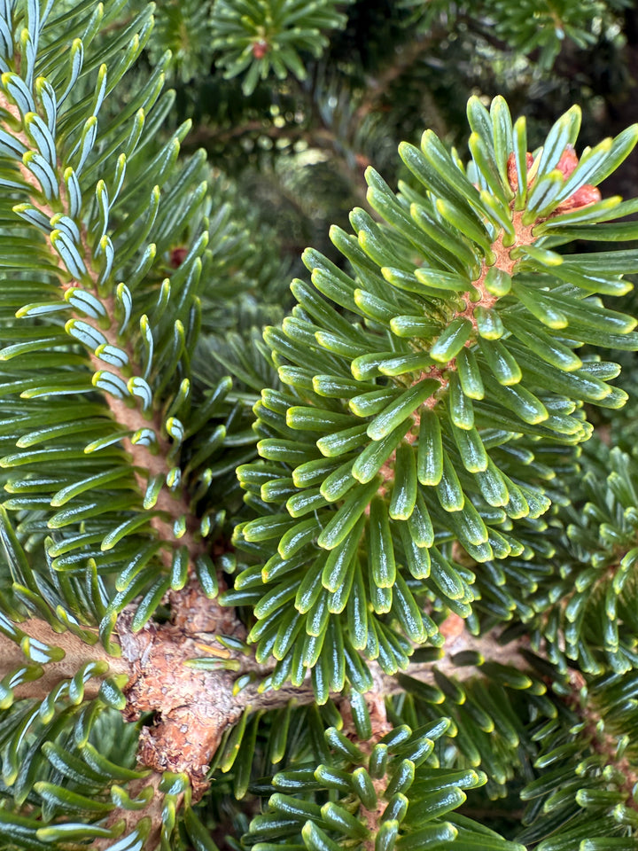Balsam Fir