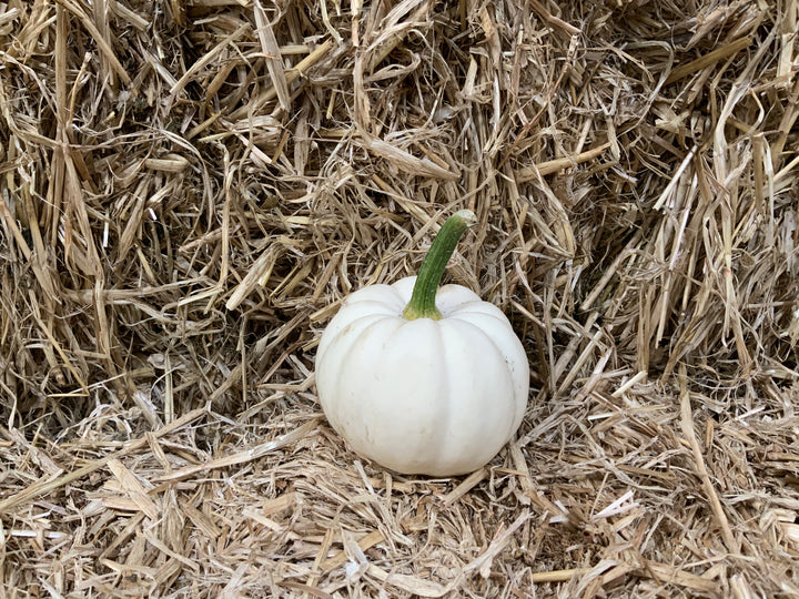 Fresh home grown pumpkins