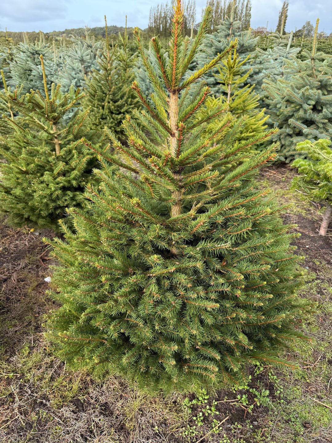 Norway Spruce