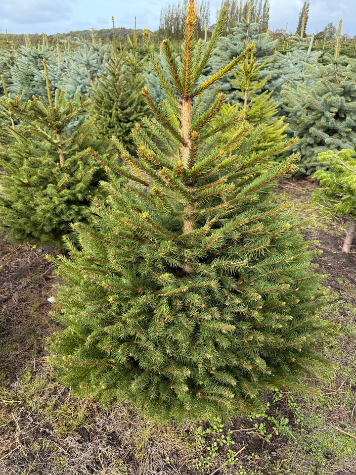 Norway Spruce