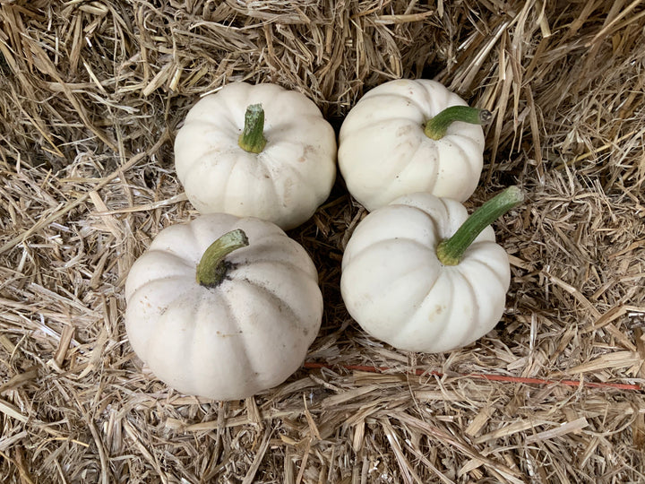 Fresh home grown pumpkins
