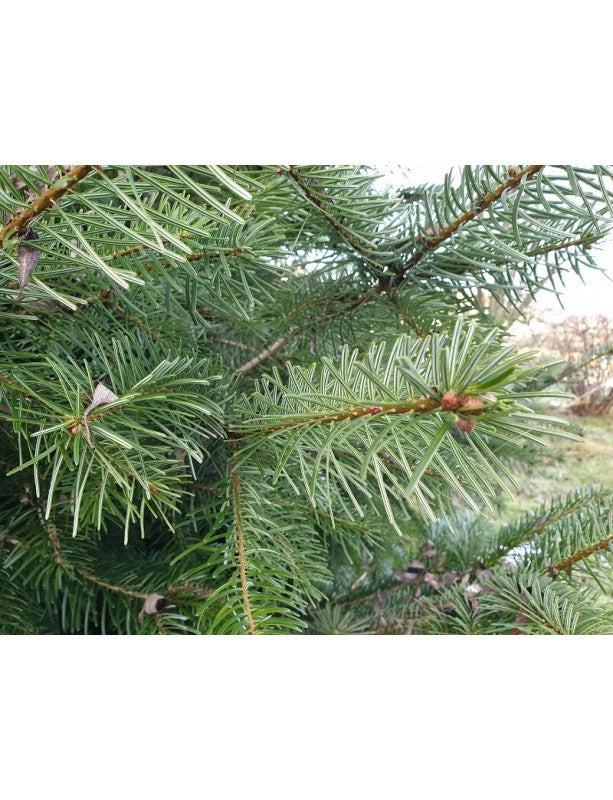 Christmas Trees - Baby Christmas Tree