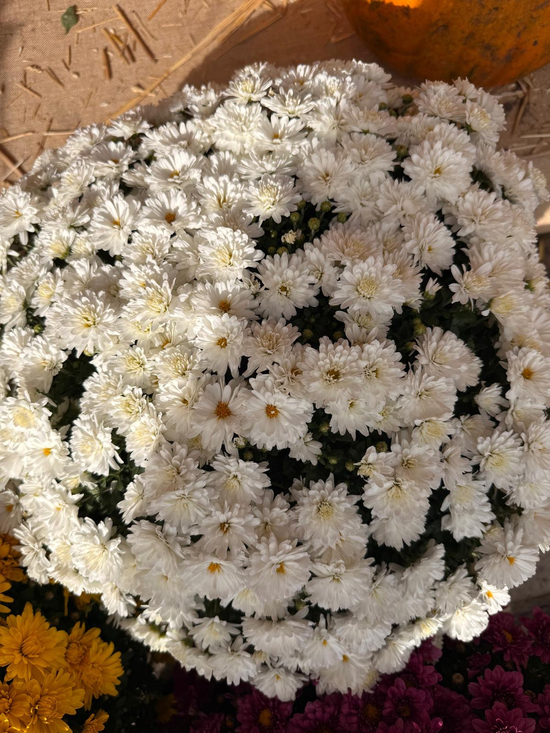 Fresh Product - Outdoor Belgian Chrysanthemum
