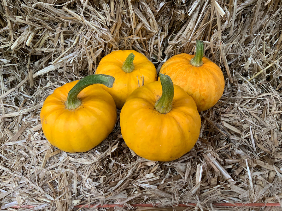 Fresh home grown pumpkins
