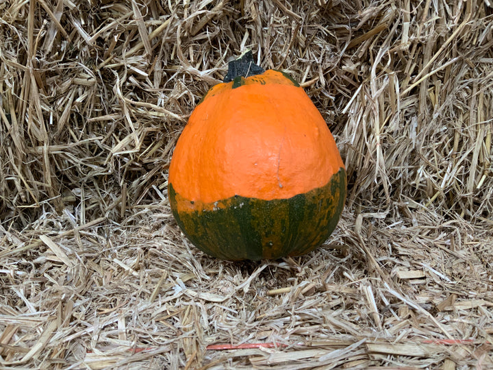 Fresh home grown pumpkins